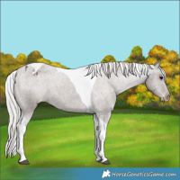 Horse Color:Silver Black Tobiano Appaloosa 
