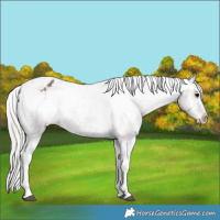 Horse Color:Silver Black Tobiano Appaloosa 
