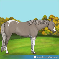 Horse Color:Silver Grullo Tobiano Rabicano 