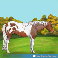Horse Color:Silver Brown Tobiano Blanket 