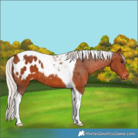 Horse Color:Silver Brown Tobiano Appaloosa 