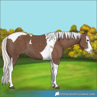 Horse Color:Silver Black Splash Tobiano 
