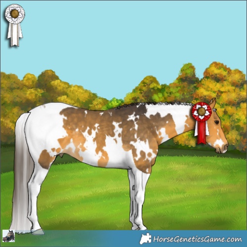 Horse Color:White Spotted Buckskin Tobiano 