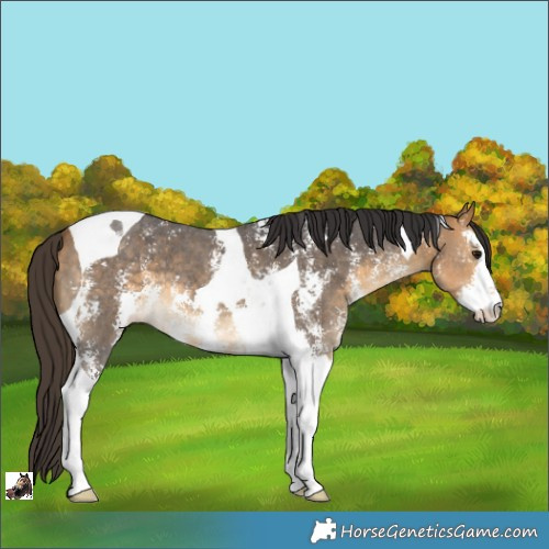 Horse Color:Buckskin Sabino Tobiano 