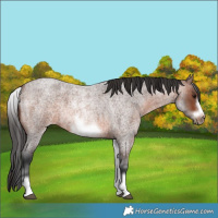 Horse Color:White Spotted Brown Roan Frame 