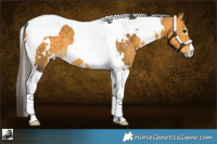 Horse Color:White Spotted Buckskin Tobiano