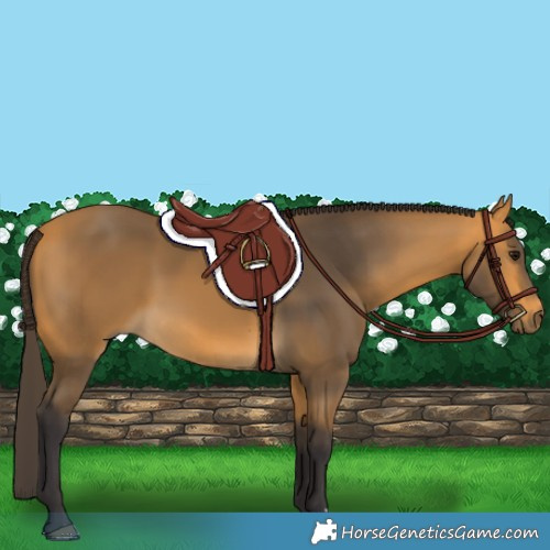 Horse Color:Buckskin 