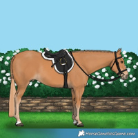Horse Color:Chestnut Rabicano 