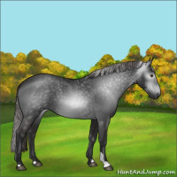 Horse Color:Gray Liver Chestnut 
