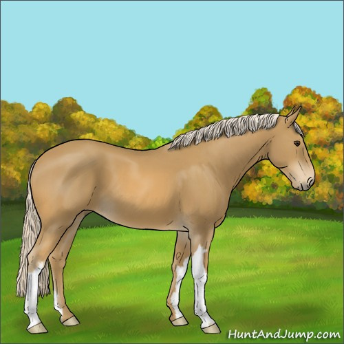 Horse Color:Palomino