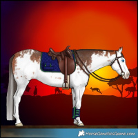Horse Color:White Spotted Bay Splash Varnish Rabicano 