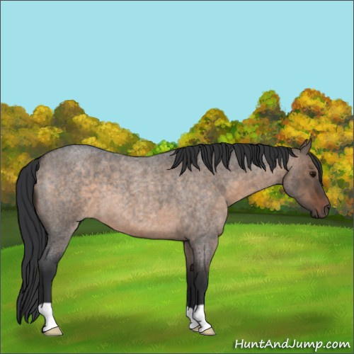 Horse Color:Brown Roan Dun