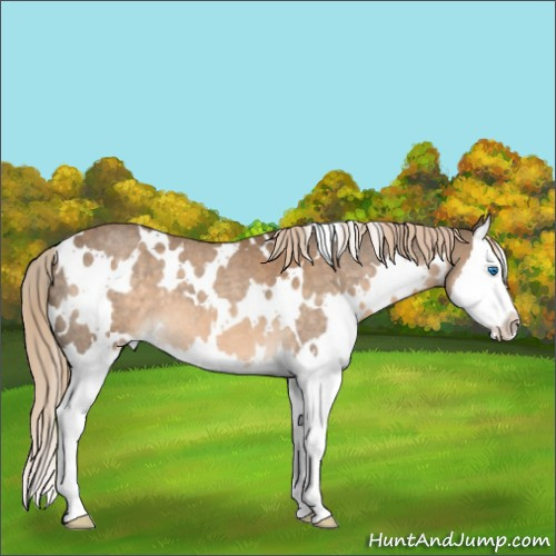 Horse Color:White Spotted Chocolate Palomino Roan Splash 