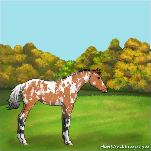 Horse Color:White Spotted Bay 