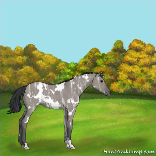 Horse Color:White Spotted Grullo Ice 