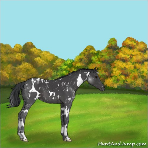 Horse Color:White Spotted Black 