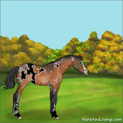 Horse Color:White Spotted Bay Sabino 