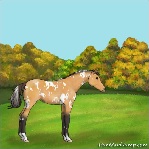 Horse Color:White Spotted Buckskin 