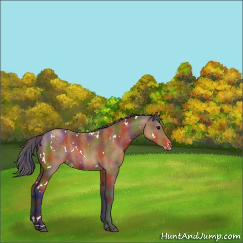 Horse Color:Nacre White Spotted Buckskin Appaloosa 