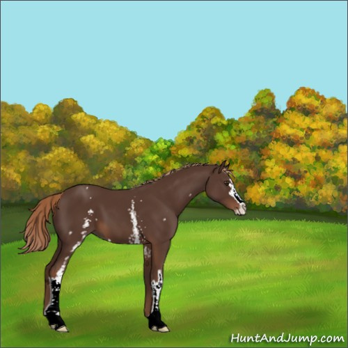 Horse Color:White Spotted Liver Chestnut Sabino 