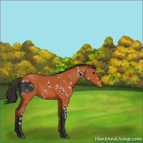 Horse Color:ERROR: UNKNOWN ANOMALY