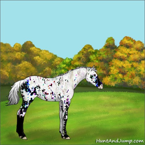Horse Color:Brown Ice Sabino Appaloosa Rabicano 