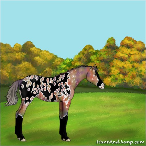Horse Color:Nacre Buckskin Ice Sabino Splash Appaloosa 