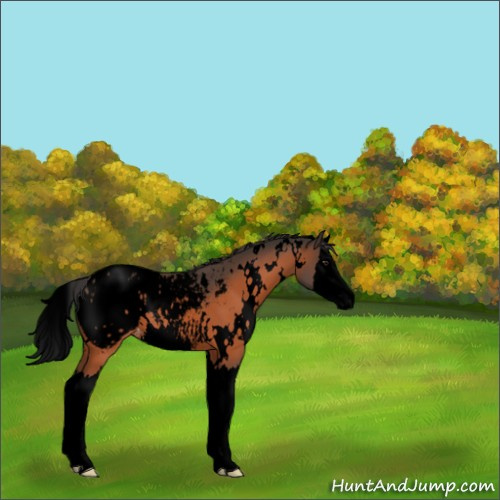 Horse Color:Void White Spotted Brown Splash Appaloosa 