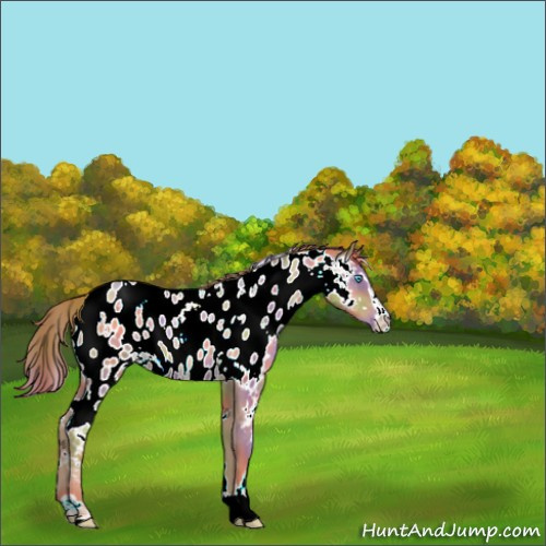 Horse Color:Nacre White Spotted Buckskin Pearl Sabino Appaloosa 