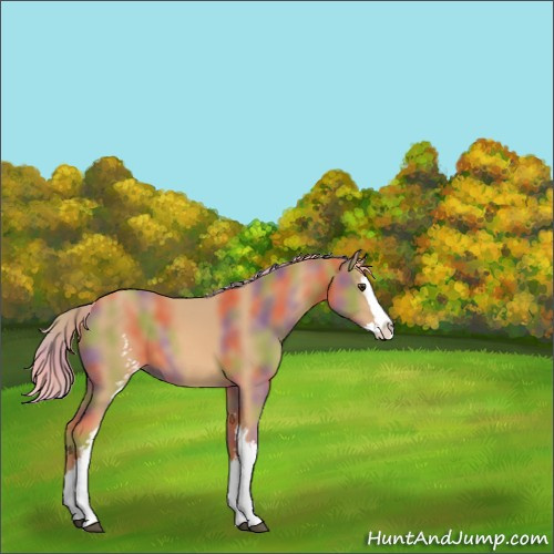 Horse Color:Nacre White Spotted Palomino Sabino Splash 