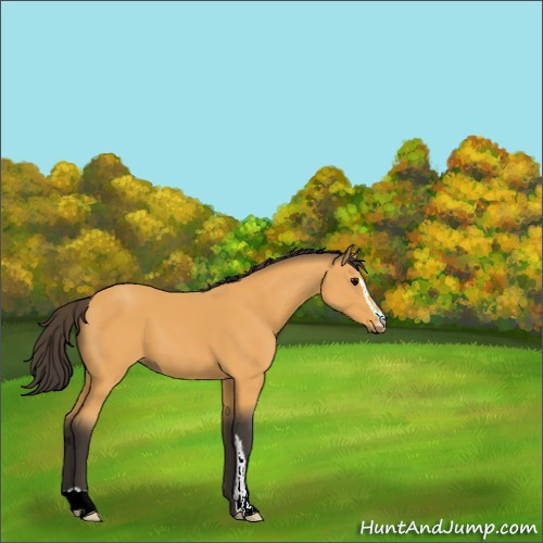 Horse Color:Buckskin Sabino 