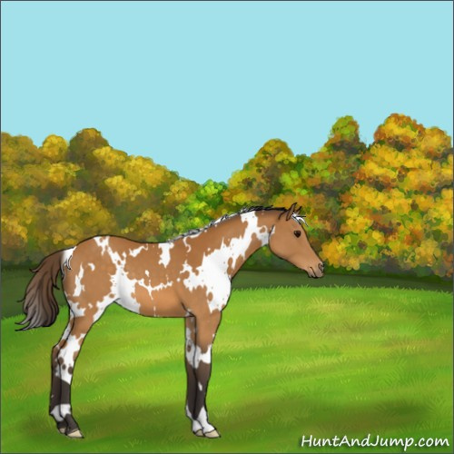 Horse Color:White Spotted Buckskin 