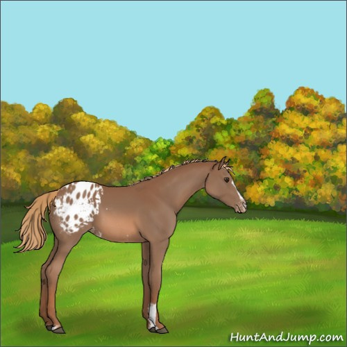 Horse Color:Chestnut Sabino Appaloosa 