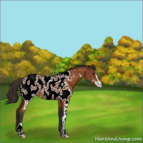 Horse Color:Buckskin Sabino Appaloosa 
