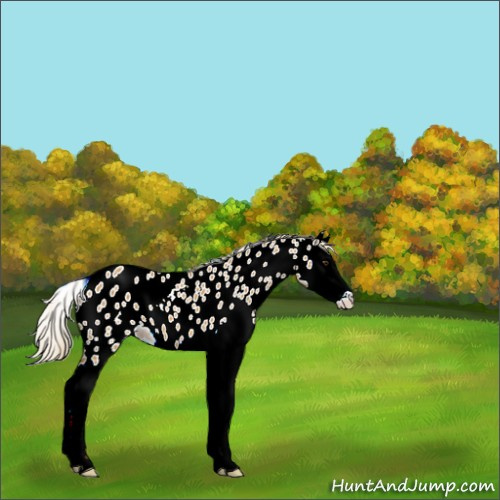 Horse Color:Palomino Sabino Splash Appaloosa 