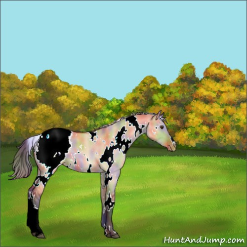 Horse Color:Nacre White Spotted Brown Dun Appaloosa 