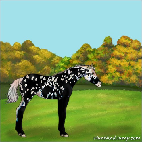 Horse Color:Nacre Palomino Sabino Appaloosa 