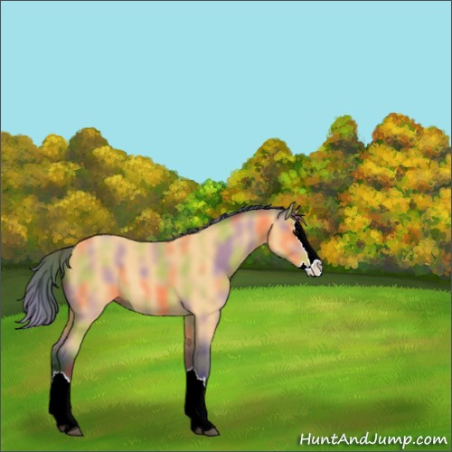 Horse Color:Nacre Buckskin Sabino Splash 