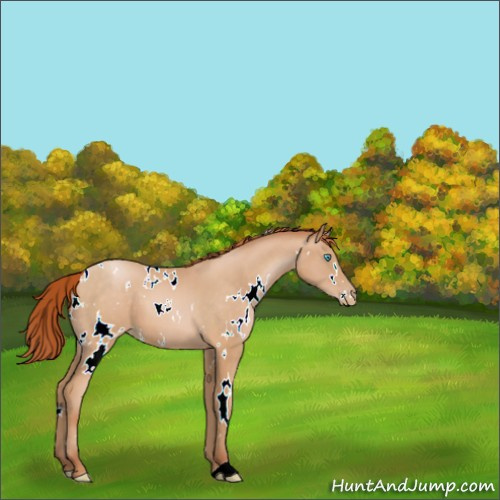 Horse Color:White Spotted Buckskin Pearl 