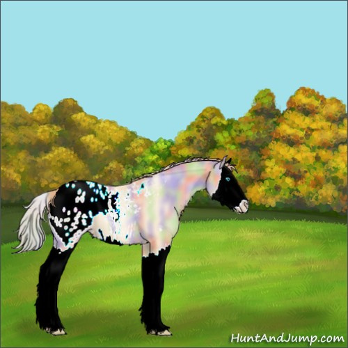 Horse Color:Nacre Buckskin Pearl Sabino Splash Appaloosa 