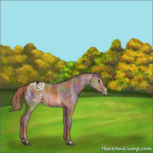 Horse Color:Nacre Chestnut Sabino Appaloosa 