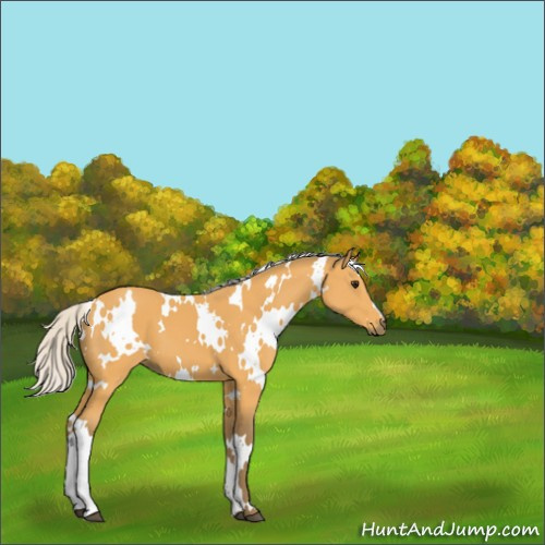 Horse Color:White Spotted Silver Buckskin 