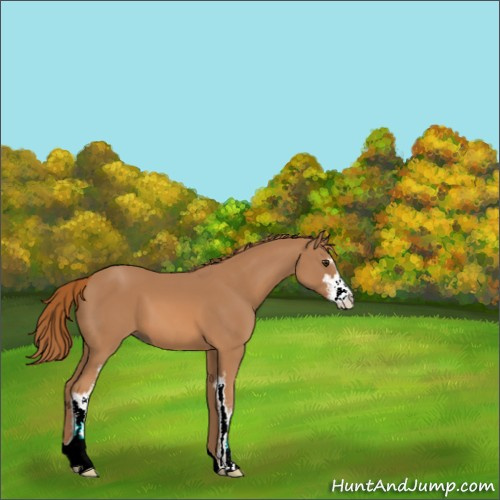 Horse Color:Chestnut Sabino 