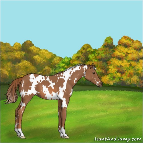 Horse Color:White Spotted Chestnut 