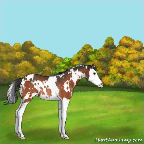 Horse Color:White Spotted Bay Splash Rabicano 