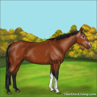 Horse Color:Gray Bay 