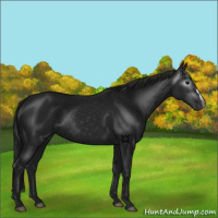 Horse Color:Gray Black 