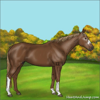 Horse Color:Gray Chestnut