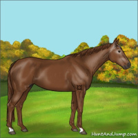 Horse Color:Gray Chestnut 
