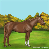 Horse Color:Gray Chestnut 